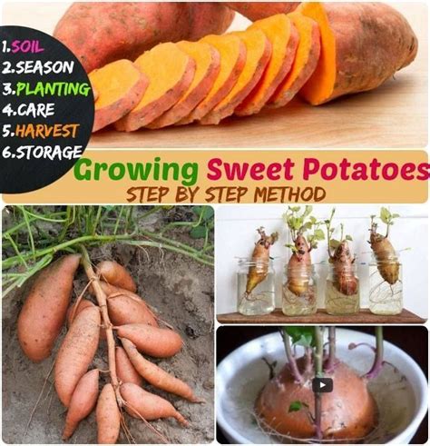 How to Grow Sweet Potatoes | Growing sweet potatoes, Potato gardening ...