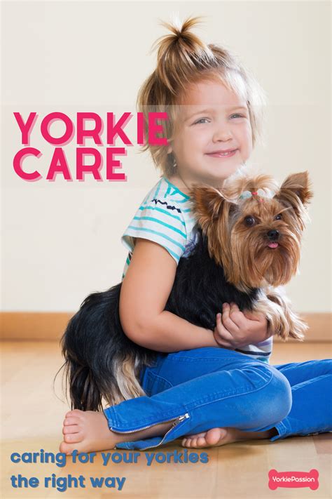 Care for your Yorkie terries in the best way. Check out the treatments and how-tos to lead your ...