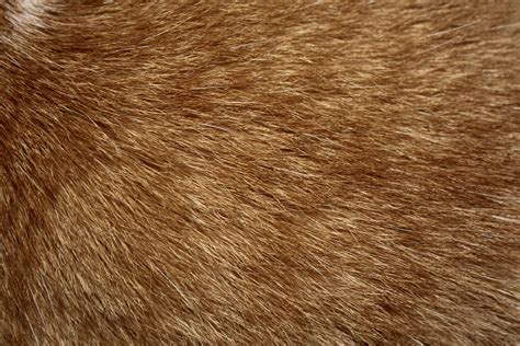 Brown Cat Fur Texture Picture | Free Photograph | Photos Public Domain