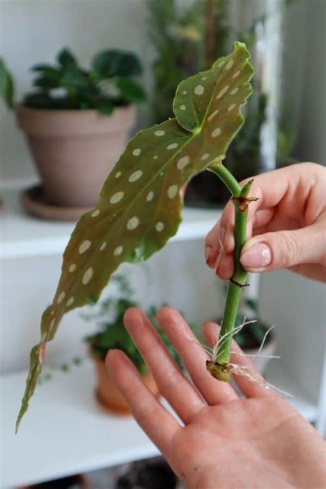 How to Grow the (Polka Dot) Begonia maculata: Hands-on Guide