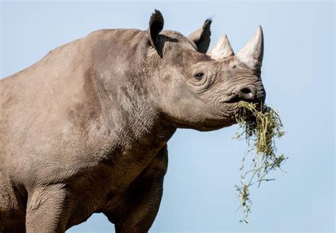 Different Types of Rhino Species - List of Rhinoceros Species With Photos