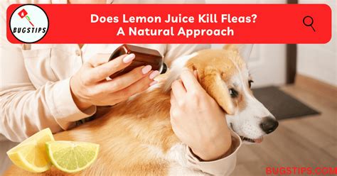 Does Lemon Juice Kill Fleas? A Natural Approach - BugsTips