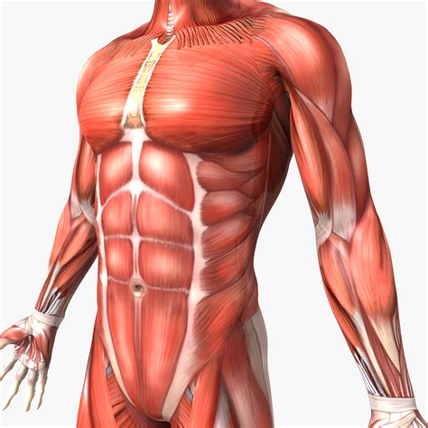 Anatomy Of Male Human Body : Male Internal Organs Of Human Body ...