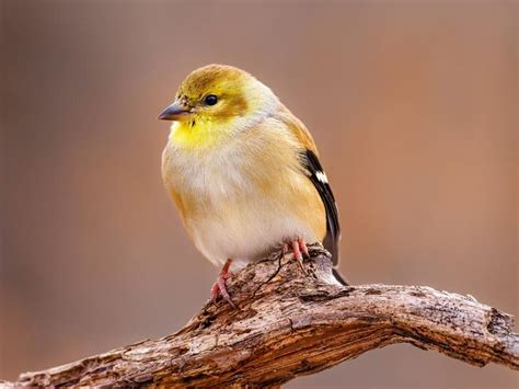 Do American Goldfinches Migrate? | Bird Fact