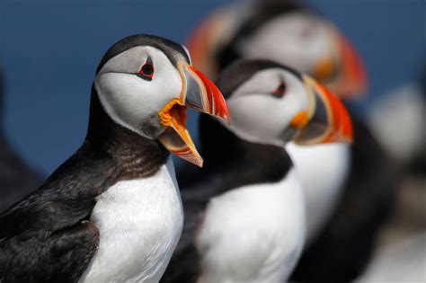 Atlantic puffins pairs are plentiful this year, Audubon scientist says ...