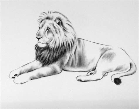 Lion Lying Down Drawing at PaintingValley.com | Explore collection of Lion Lying Down Drawing