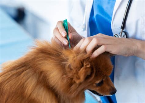 Roundworms in Dogs: Symptoms, Prevention, and Treatment