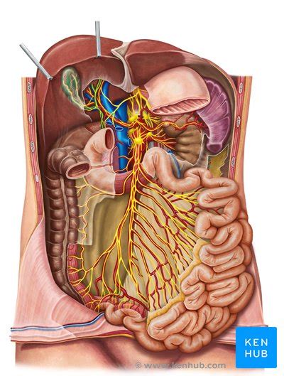 Celiac (solar) plexus - Definition, anatomy and function | Kenhub