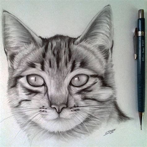 Cat Drawing by LethalChris | Esboço do gato, Desenhos de animais a lápis, Desenhos de animais ...