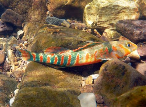 Virginia Fishes: Candy darters (Etheostoma osburni) in Big Stony Creek