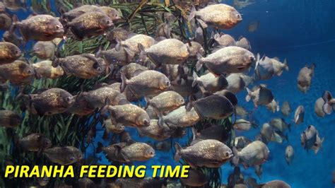 Piranha Feeding Time - Carp Gone in 2 Minutes - YouTube