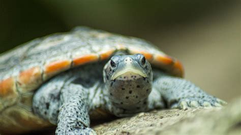 Our Taste For Turtle Soup Nearly Wiped Out Terrapins. Then Prohibition ...