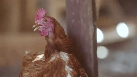 Chicken Eggs GIF by SoulPancake - Find & Share on GIPHY