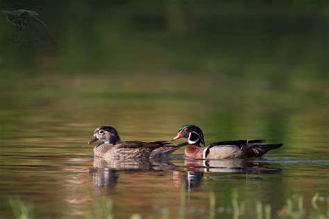 Florida's Waterfowl | FWC