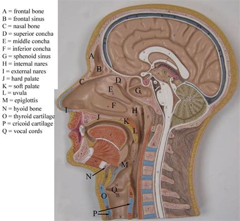 nasal cavity model labeled - Google Search | Anatomy, Anatomy models, Medical anatomy