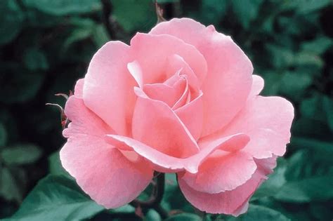 Queen Elizabeth (Potted) - Roses Victoria