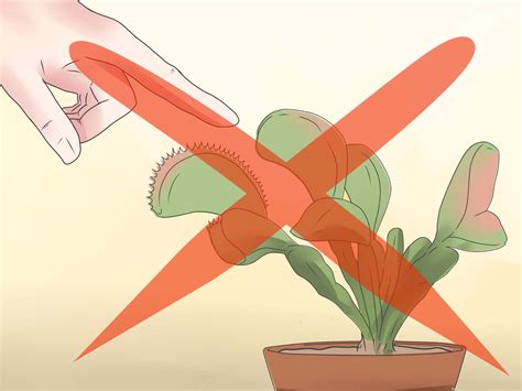 How to Care for Venus Fly Traps (with Pictures) - wikiHow | Venus atrapamoscas, Atrapamoscas ...