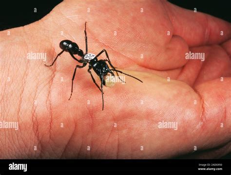 Ant research. Labelled ant (Dinoponera quadriceps) on a hand. This ant is from Brazil. The ...