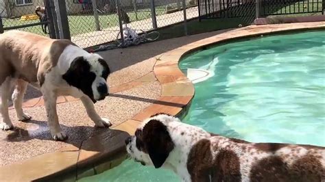 Bridgette, MacKenzy, and Chanśe pool time at Forest Shadows Pet Resort - YouTube