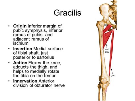 gracilis origin and insertion - Google Search | Medical anatomy, Muscle anatomy, Anatomy