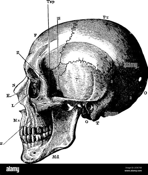 The side view of the human skull, with the parts labelled as, 'O ...