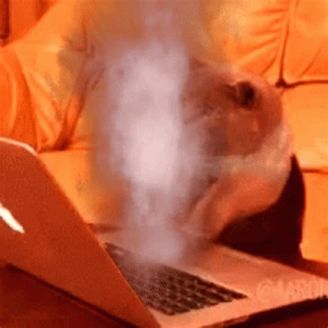 Smoky Cat Doing Fast Typing GIF | GIFDB.com