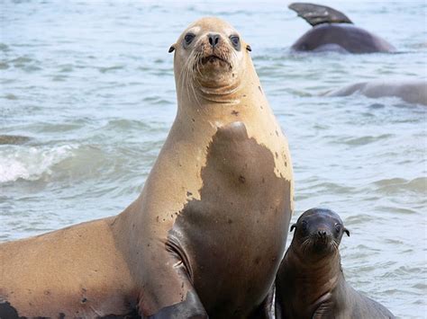 Sea Lions Surprise Scientists by Adopting Orphaned Pups | WIRED