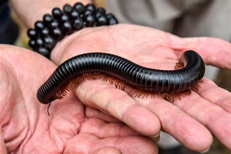 African Giant Millipede