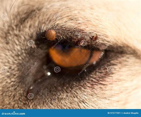 Microfilaria In Dogs Eye
