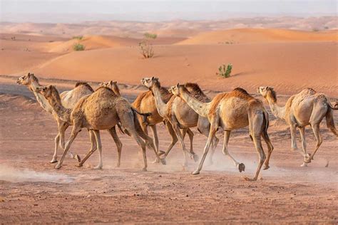 Male vs Female Camels: 5 Key Differences - A-Z Animals