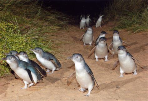 Phillip Island Fairy Penguins | Owlcation