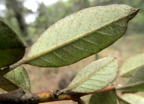 Southern False Serviceberry, MALACOMELES DENTICULATA