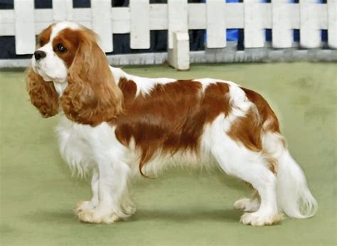 Cavalier King Charles Spaniel - Wikipedia