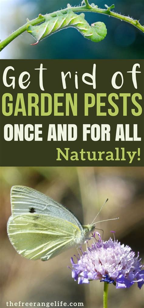 Learn how to control garden pests naturally with these DIY organic garden pest control me ...