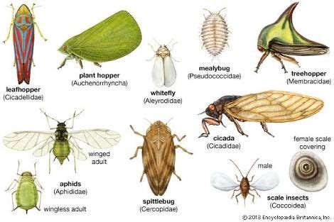 Image result for leafhopper life cycle | Cicadellidae, Caras, Insectos