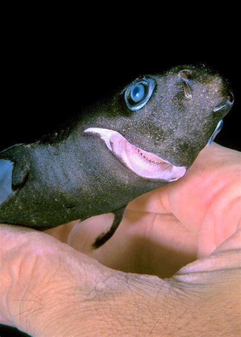 11 Smallest Shark Species in the World (Dwarf Lanternshark, Pygmy Shark) in 2022 | Small shark ...