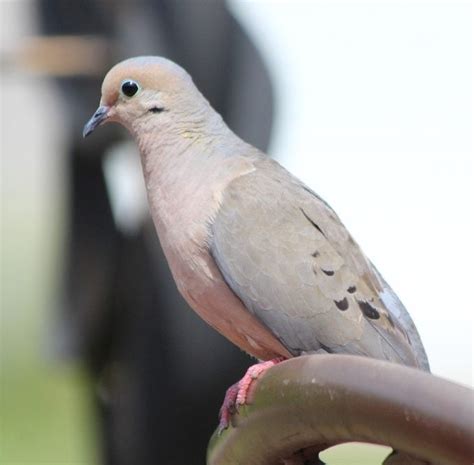 What Is the Dove Meaning When a Mourning Dove Visits You?