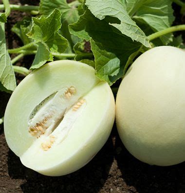 Honey White (F1) Melon Seed - Johnny's Selected Seeds | Honeydew melon ...