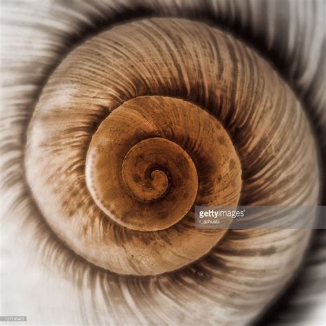 Part of snail shell. Patterns In Nature, Textures Patterns, Geometric Patterns, Spirals In ...