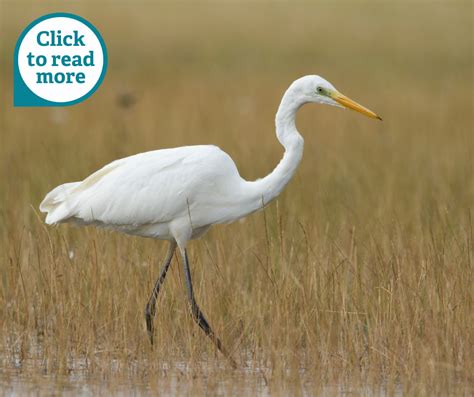 State of Nature | Somerset Wildlife Trust