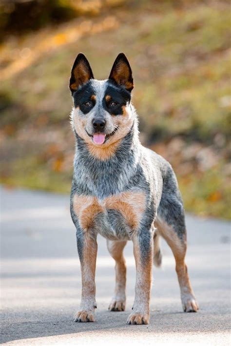 Heeler สีแดง vs Heeler สีน้ำเงิน: อะไรคือความแตกต่าง? | Newagepitbulls