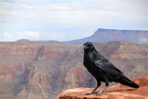 5 Fakta Burung Ababil, Pengingat Sifat Sombong Manusia