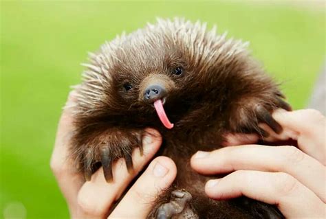 Super Cute Baby Echidna! | Unusual animals, Australian native animals, Rare animals