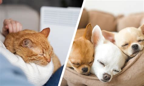 Tips to Ensure Your Home is Pet-friendly | Lumina Homes