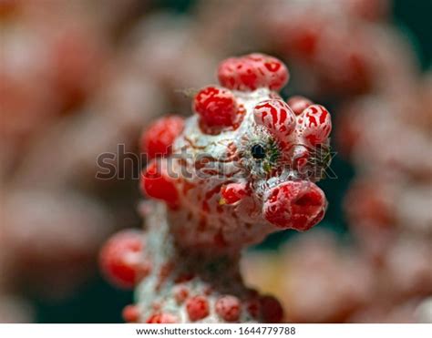 Pygmy Seahorse Isolated: Over 85 Royalty-Free Licensable Stock Photos ...