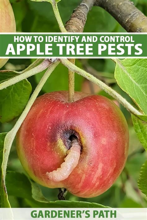 How to Identify and Control 11 Apple Tree Pests | Gardener’s Path