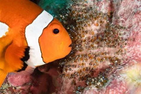 What do clownfish eggs look like? (Top 3 different facts)