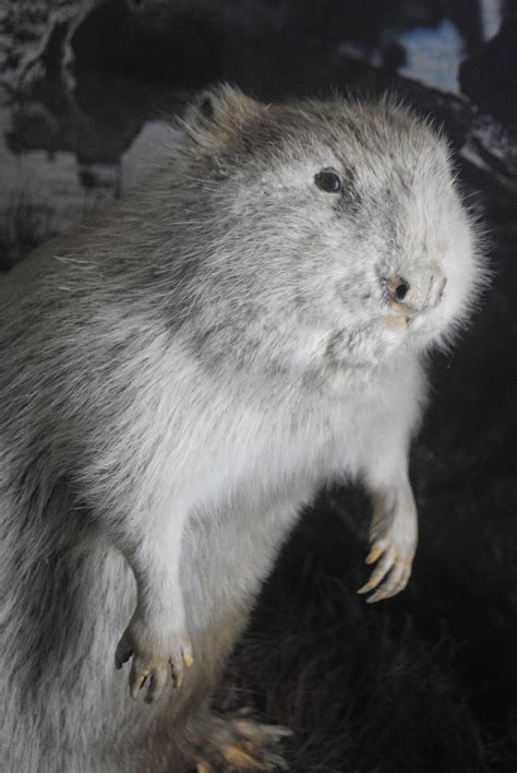 The Carpetbagger: Mammoth Cave Wildlife Museum