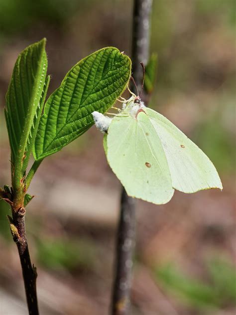 Common brimstone and the meaning of life Photograph by Jouko Lehto - Fine Art America