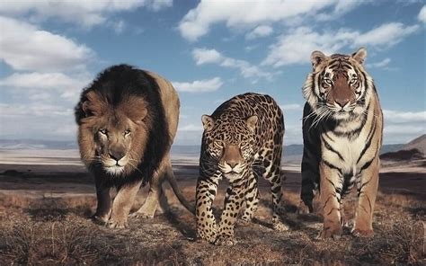 The largest wild cats – Top 10 | DinoAnimals.com